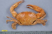藏品(日本蟳)的圖片
